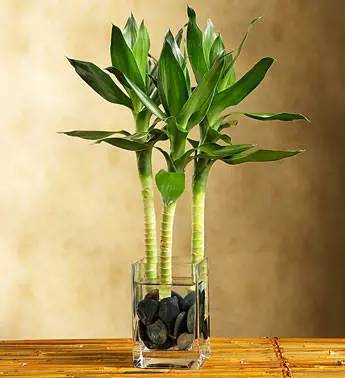 裝修后放什么植物最好 裝修后放什么植物最好