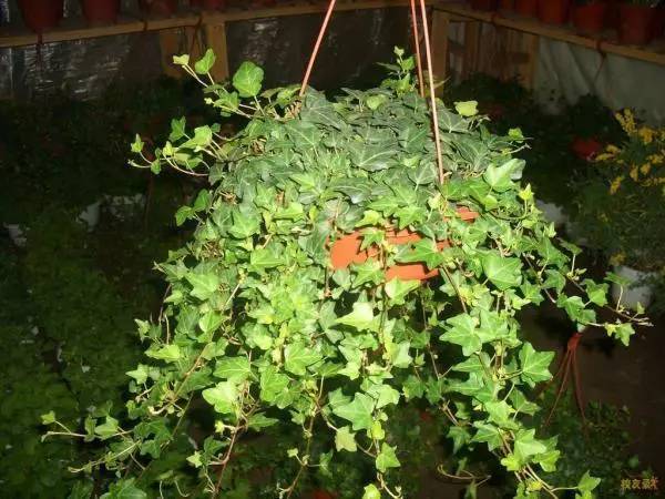 裝修后放什么植物最好 裝修后放什么植物最好